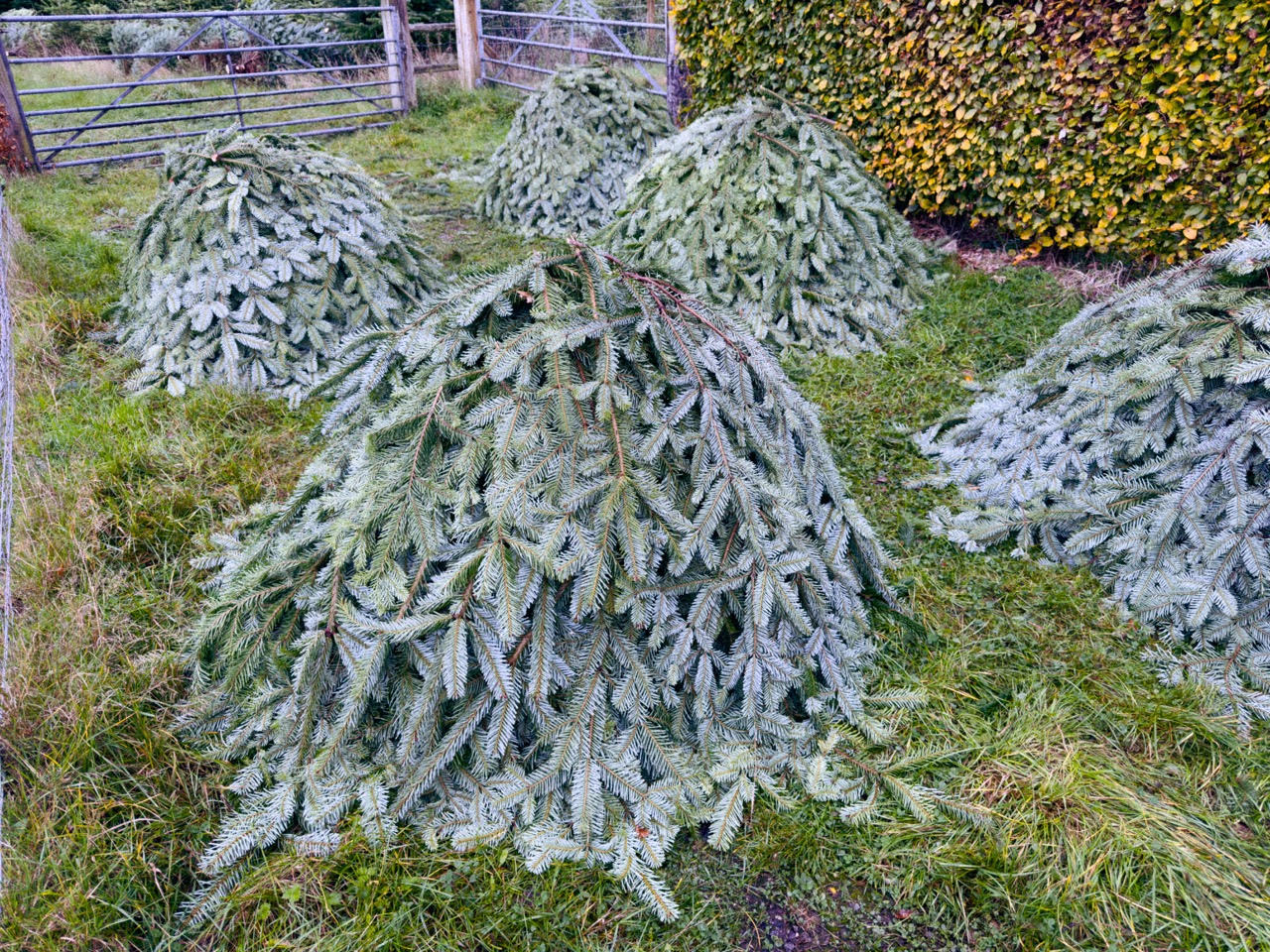 Fresh locally grown spruce foliage cut from weaker Christmas trees for use in wreath making Spruce foliage cut from trees being removed as part of managing the plantation.