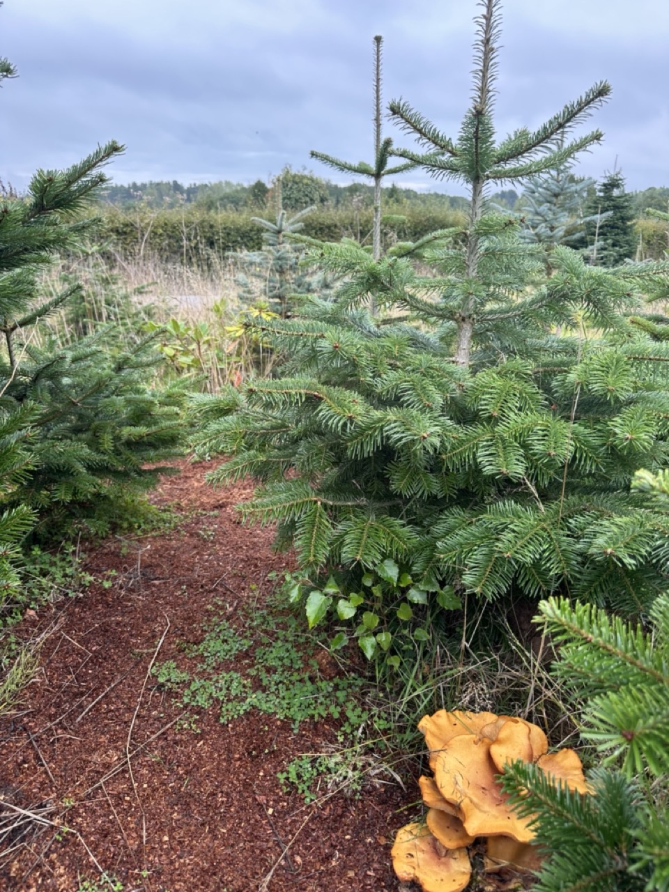 Young Christmas trees growing amongst established trees at Woodside Christmas Trees in Cheshire Trees at different stages of growth across the land.