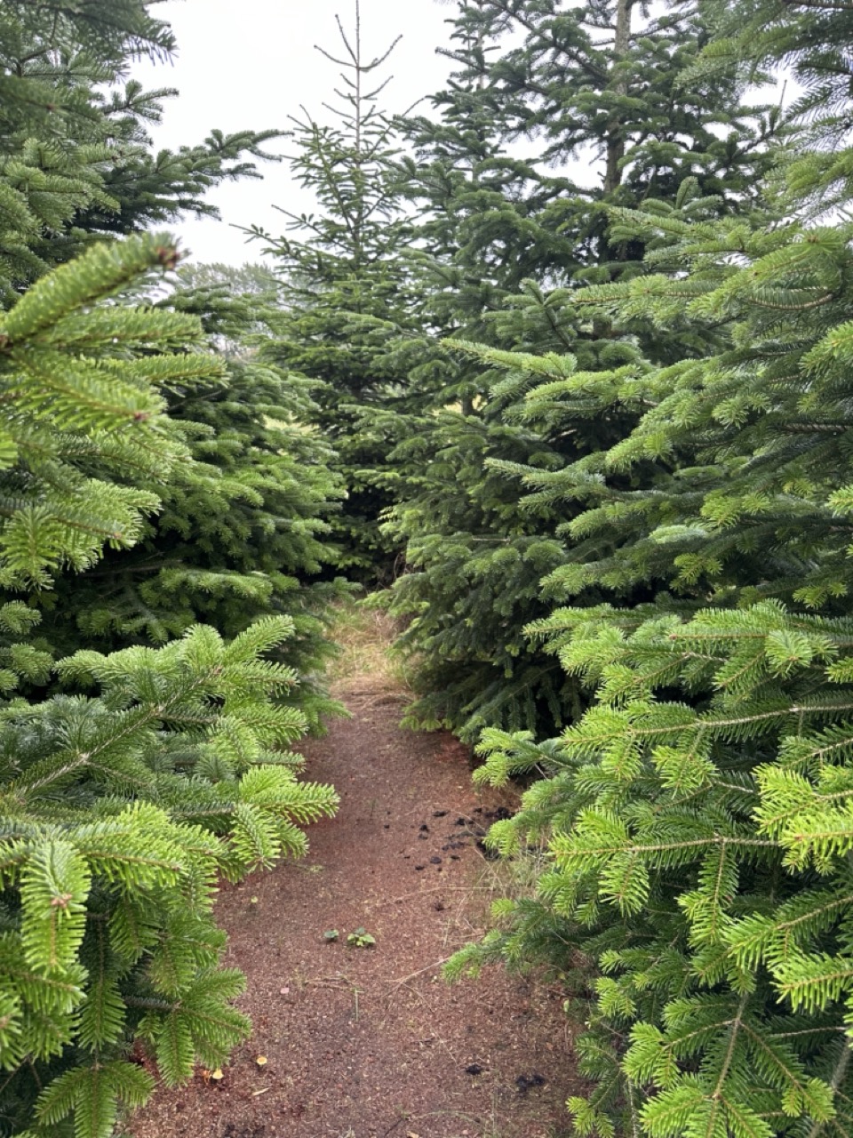 Walking through the Christmas tree field while sourcing local foliage for our Cheshire wreath workshops